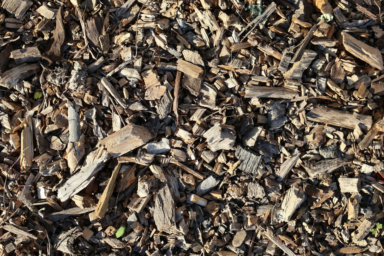 Chipped forest residue used as biomass fuel