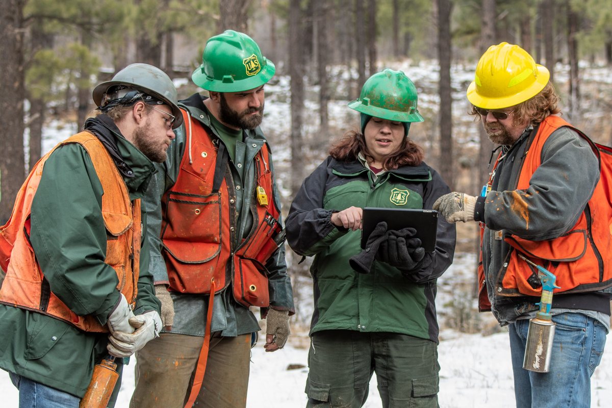 A forestry crew in hard hats and safety vests reviewing a plan on a tablet in a pine forest