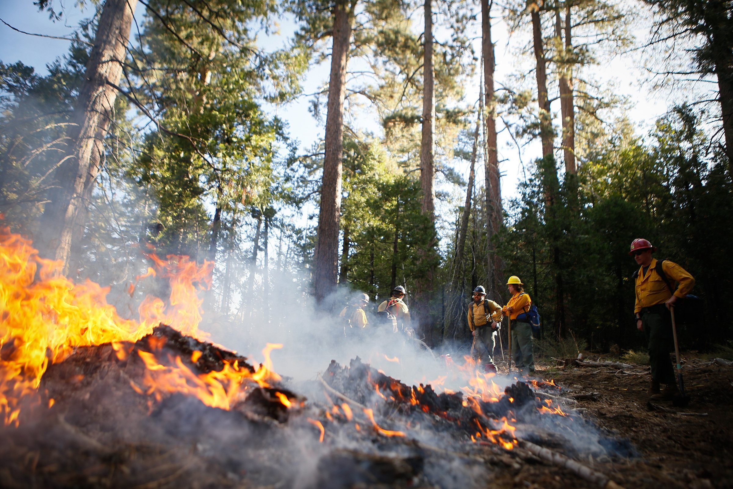Low prescribed burn moving through the forest floor beneath tall pines, with a fire crew in the distance