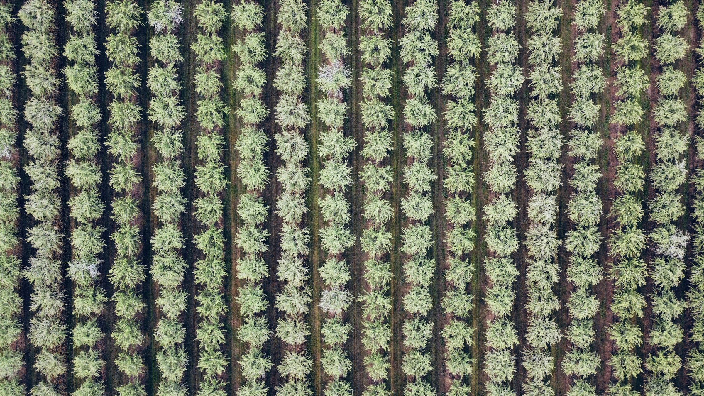 Orchard tree rows seen from directly above